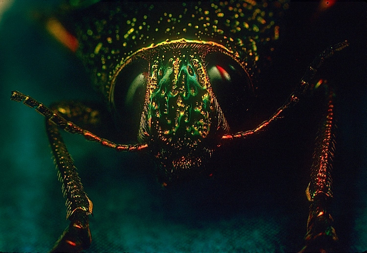 - Macro photo of an interesting bug - - art  - photography - by Tony Karp