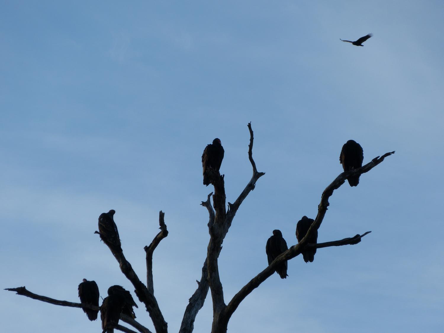  buzzards vultures - Some of our neighbors arrive just before sunset --- Click to see ORIGINAL --- - -  Panasonic DMC-FZ150 - post processing - - art  - photography - by Tony Karp