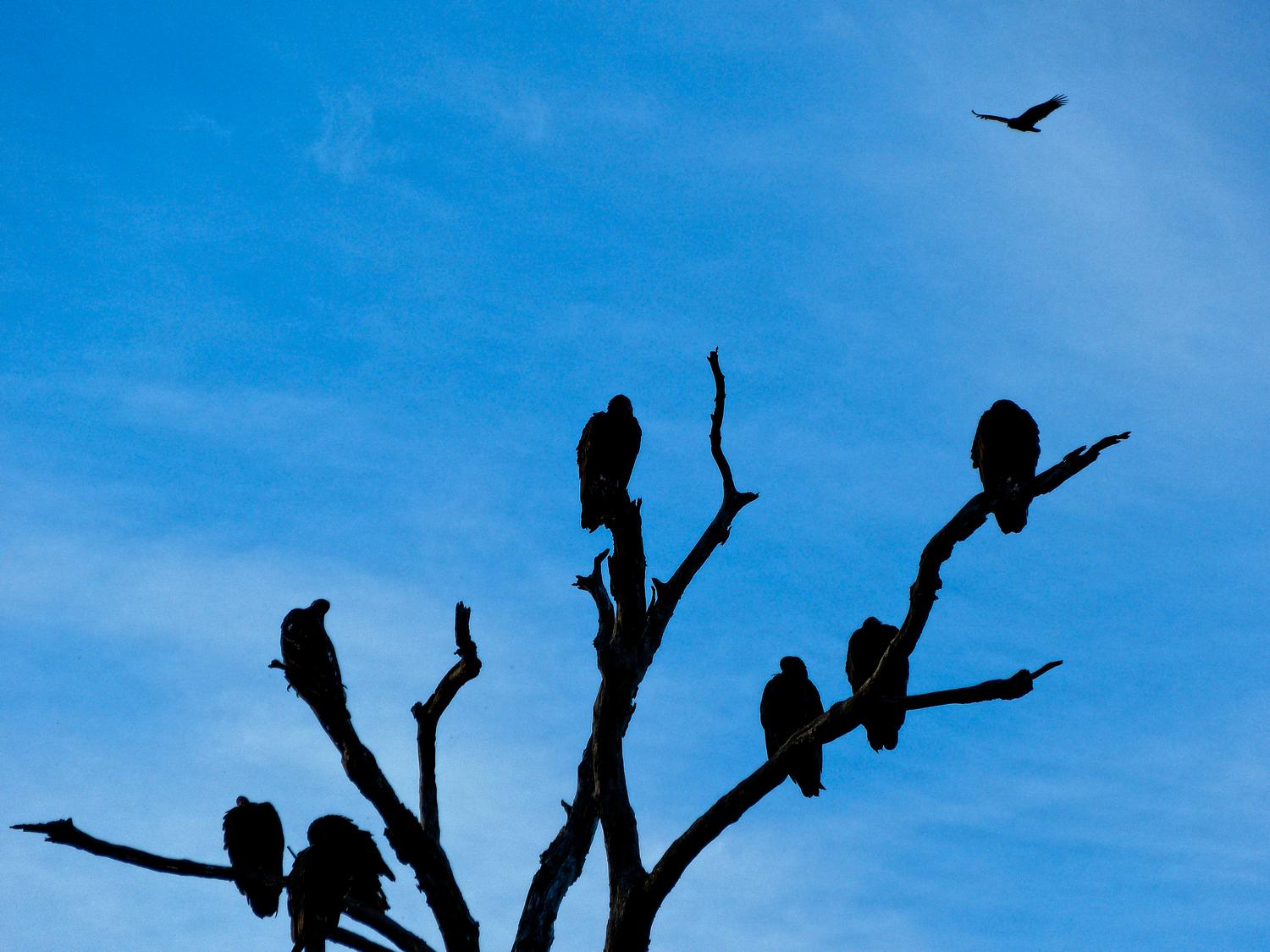  buzzards vultures - Some of our neighbors arrive just before sunset --- Click to see ORIGINAL --- - -  Panasonic DMC-FZ150 - post processing - - art  - photography - by Tony Karp