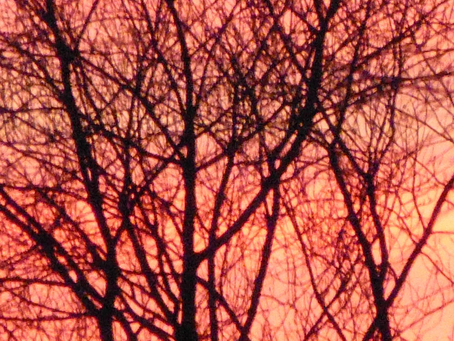  - Sunrise sets the trees on fire --- Click to see ORIGINAL --- - -  Panasonic DMC-FZ150 - post processing - - art  - photography - by Tony Karp