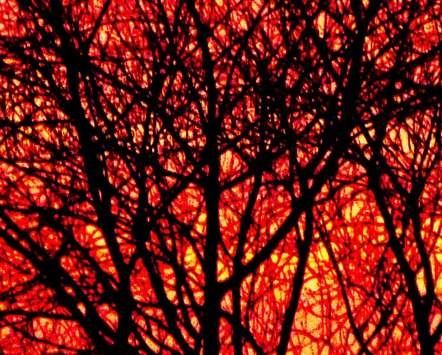  - Sunrise sets the trees on fire --- Click to see ORIGINAL --- - -  Panasonic DMC-FZ150 - post processing - - art  - photography - by Tony Karp