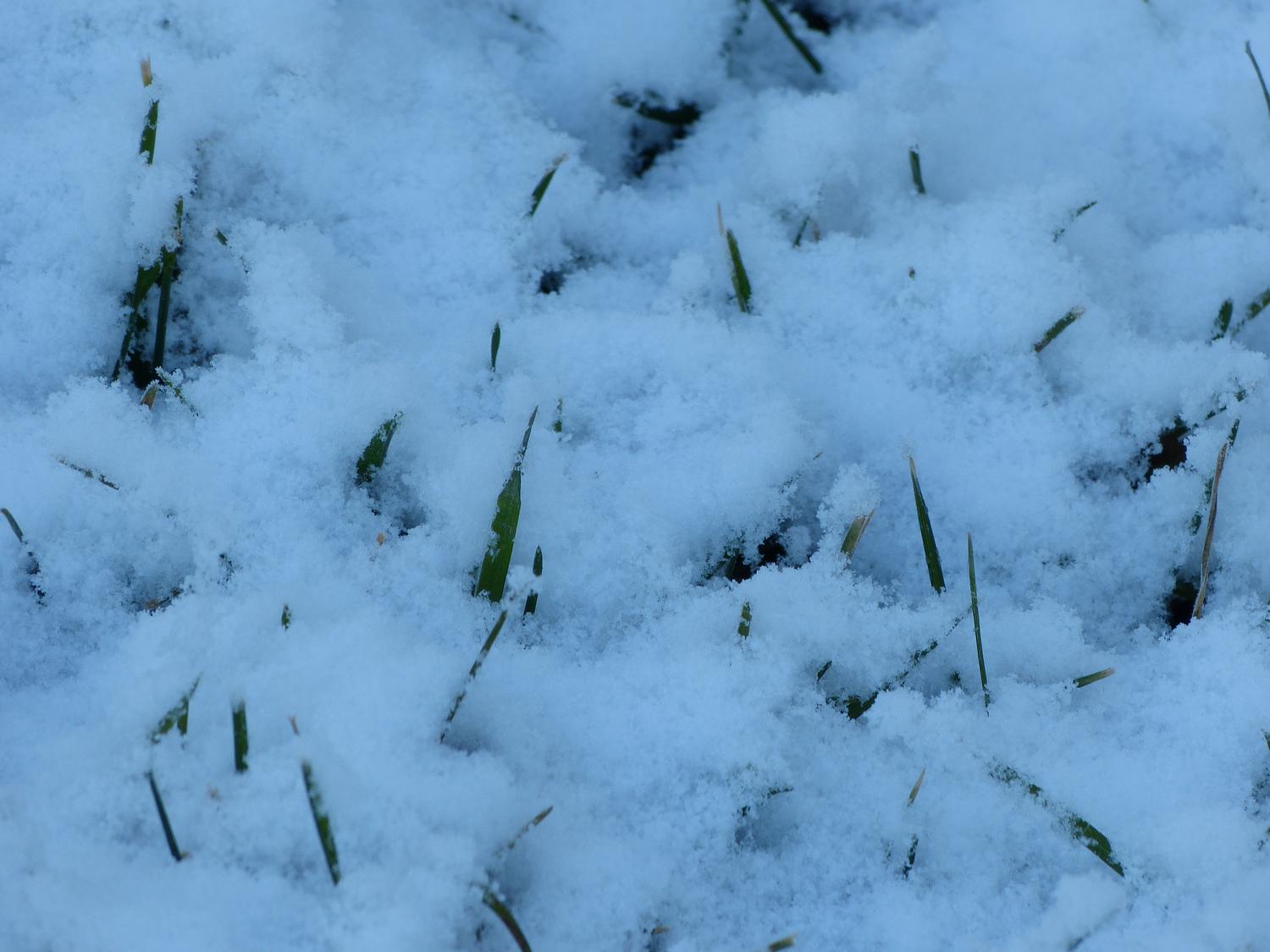  - Grass through the snow on a cool winter's morning --- Click to see ORIGINAL --- - -  Panasonic DMC-FZ150 - post processing - - art  - photography - by Tony Karp