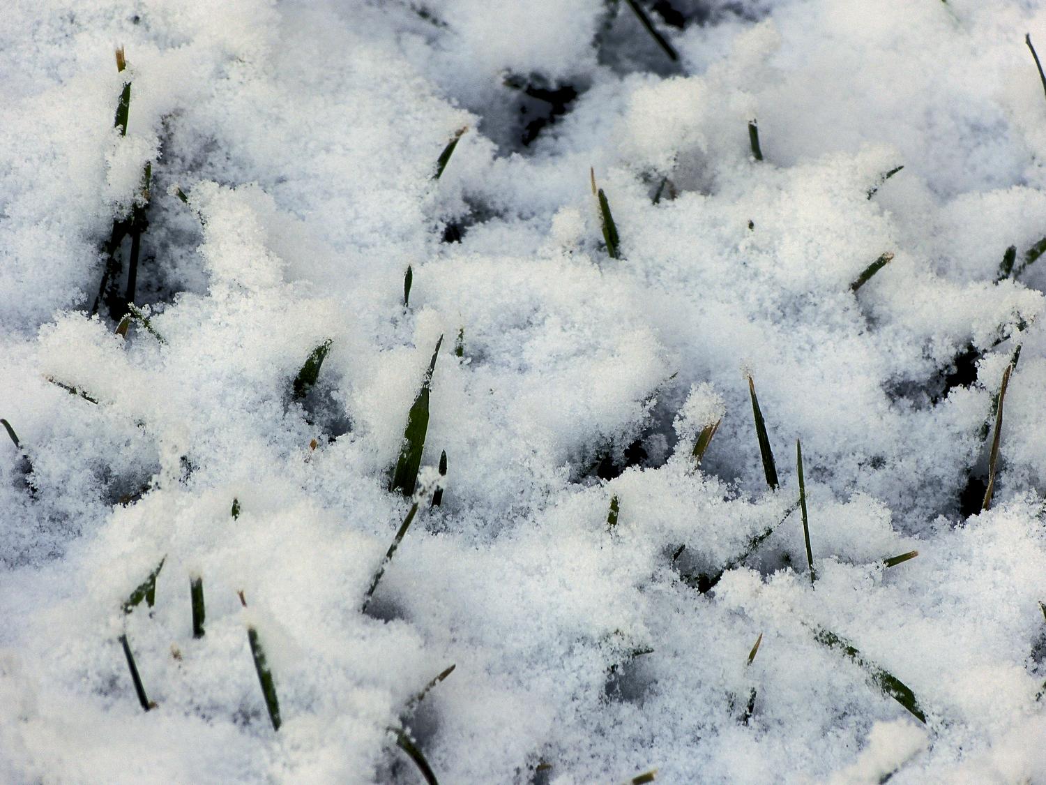  - Grass through the snow on a cool winter's morning --- Click to see ORIGINAL --- - -  Panasonic DMC-FZ150 - post processing - - art  - photography - by Tony Karp