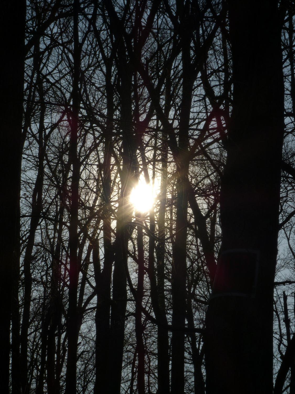  - Light through the trees --- Click to see ORIGINAL --- - -  Panasonic DMC-FZ150 - post processing - - art  - photography - by Tony Karp