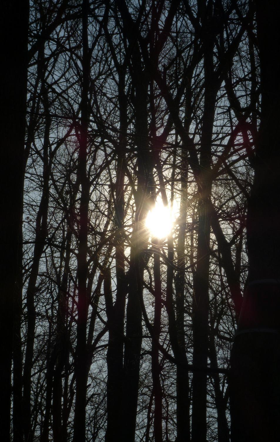  - Light through the trees --- Click to see ORIGINAL --- - -  Panasonic DMC-FZ150 - post processing - - art  - photography - by Tony Karp
