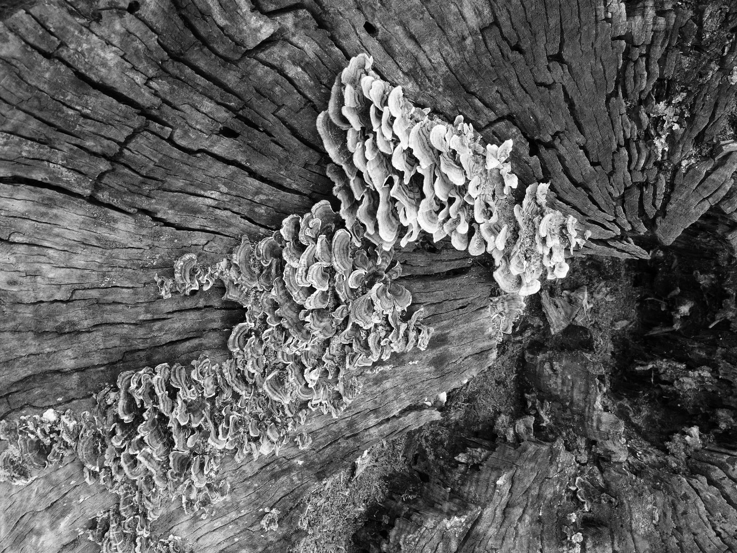  - Black and white fungus on an old tree --- Click to see ORIGINAL --- - -  Panasonic DMC-FZ150 - post processing - - art  - photography - by Tony Karp