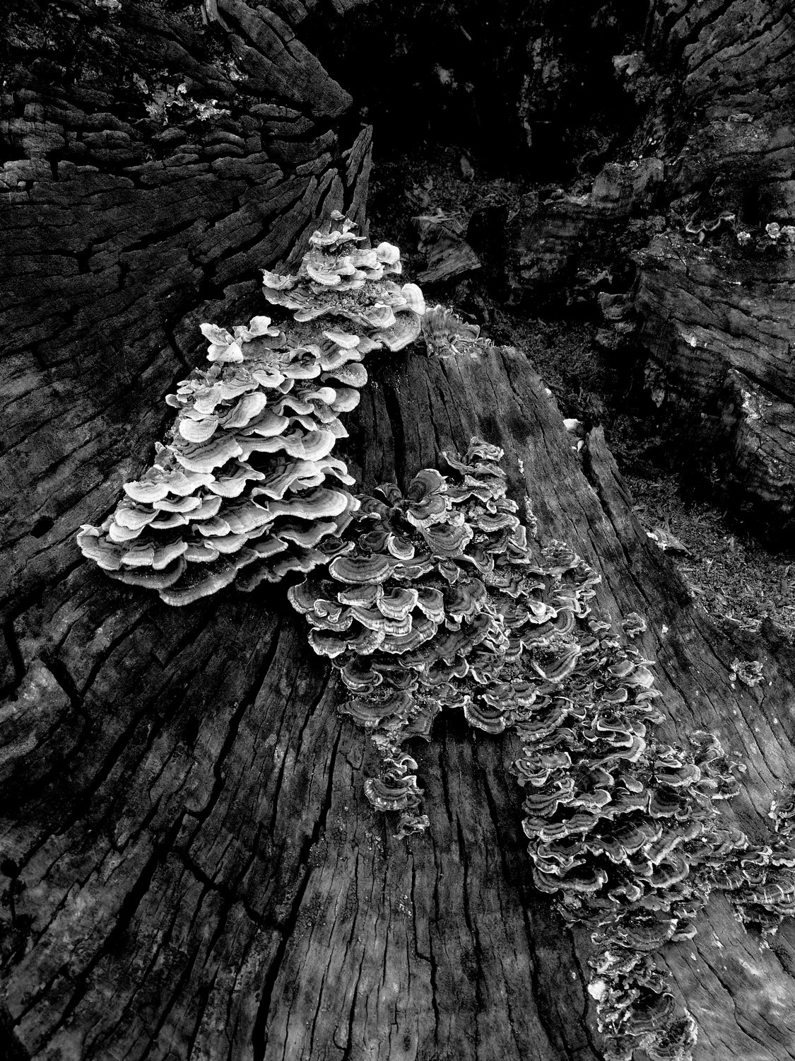  - Black and white fungus on an old tree --- Click to see ORIGINAL --- - -  Panasonic DMC-FZ150 - post processing - - art  - photography - by Tony Karp